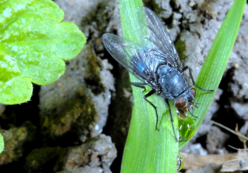 Avete mai visto una mosca che beve?